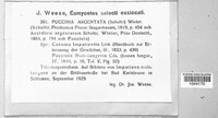 Puccinia argentata image